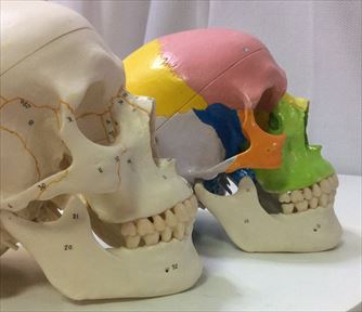 頭蓋骨の歪み方と機能障害